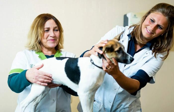 Team van Dierenartspraktijk Voerendaal